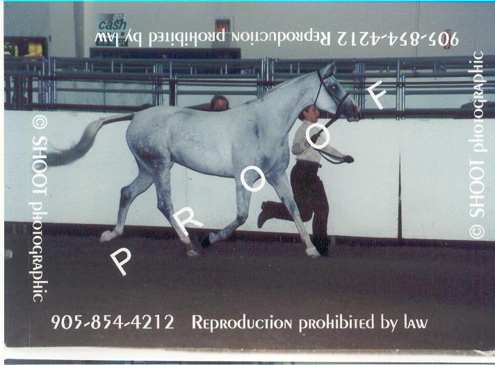 tesssporthorse2002running.jpg