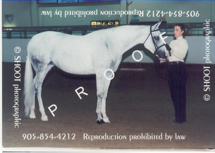 tesssporthorse2002standing.jpg